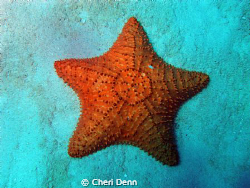 Star of the Sea by Cheri Denn 